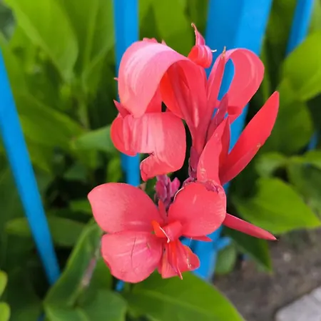 William's - Second Cozy *