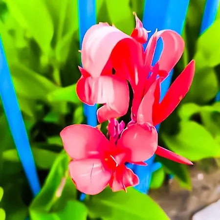 Apartament William's - Second Cozy